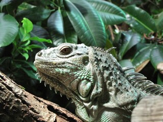 Poster - Closeup of a big green iguana resting on a tree branch