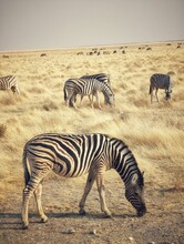 Herd Of Wild Zebras Grazing On The Desert Landscape In Namibia, Southern Africa