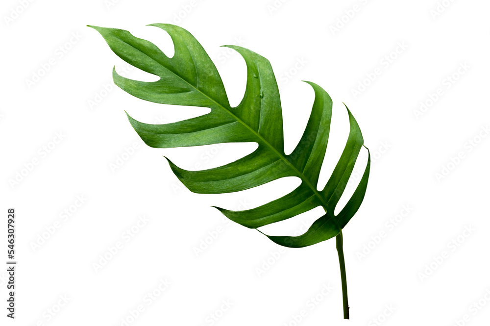 watermelon plant Carolina Cross Watermelon Seeds | Sow True Seed main image 1