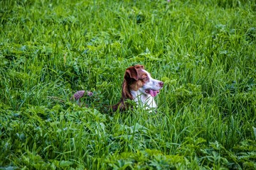 Sticker - Adorable brown and white Border Collie dog playing in a field of grass