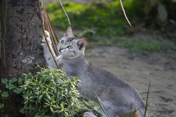 Poster - Cute fluffy Ceylon cat leaning on a tree trunk in a park looking aside