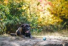 Dog Sitting On Road In Forest With Ball