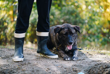Crop Person In Boots Standing With Dog
