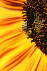 Wall Mural - Bee and flower. Close up of a large striped bee collecting pollen on a yellow sunflower on a Sunny  day. Macro photography. Summer and spring backgrounds