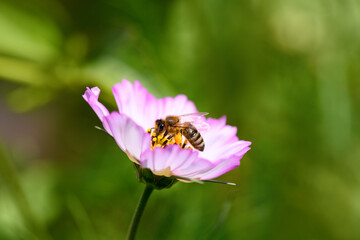 Wall Mural - .Bee and flower. Close up of a large striped bee collects pollen on a pink Cosmea (Cosmos) flowers. Macro horizontal photography. Summer floral background