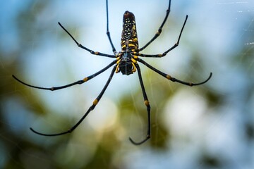 Macro shot of a Nephila pilipes spider hung from its web