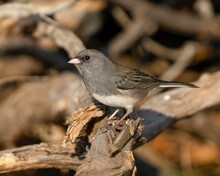 White-winged Junco Perching On The Sunlit Mossy Branch With Blurred Background