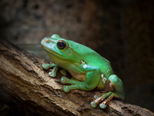 Perched On A Tree (Racophora Dennisi). Chinese Flying Frog. Also Known As Blanford's Whipping Frog.