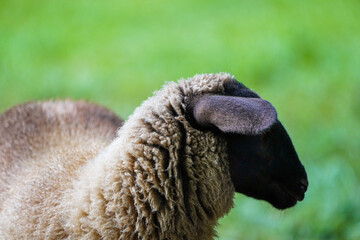 Wall Mural - Portrait of a sheep on a green meadow.
