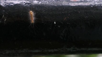 Canvas Print - Furry caterpillar climbing on metal pipe