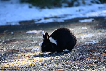 Sticker - RABBIT IN THE SNOW