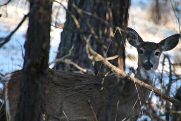 Canvas Print - deer in the forest