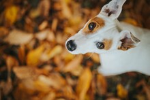 Top View Of A White Dog With Brown Spots On Its Eyes Looking Up In The Park In Autumn