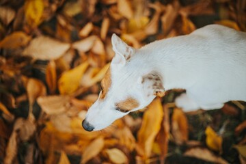 Poster - Top view of a white dog with brown spots on its eyes standing on golden leaves in the park in autumn