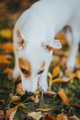 Sticker - Vertical shot of a white dog with brown spots on its eyes sniffing the ground in the park in autumn