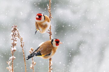 Beautiful winter scenery with European Finch birds perched on the branch within a heavy snowfall