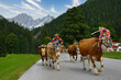Almabtrieb in Österreich mit bunt geschmückten Rindern