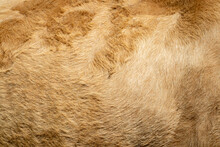 Texture And Background Of Brown Ox Fur
