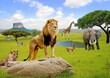 leon in africa