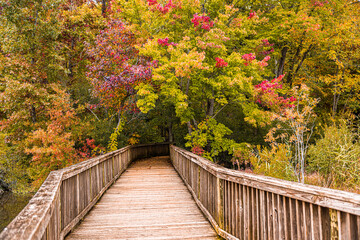 Wall Mural - wooden bridge in autumn