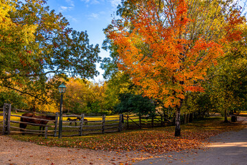 Wall Mural - autumn trees in the park