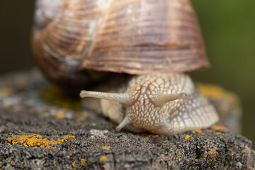 Snail moving slowly on a tree 