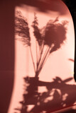 Fototapeta Tęcza - Cień rośliny na różowym tle