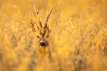 Sticker - Roebuck - buck (Capreolus capreolus) Roe deer - goat