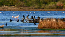 Group Of Cormorants And Flamingos Birds In Lagoon San Teodoroon Island Sardinia
