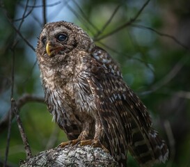 Wall Mural - Closeup of a mysterious barred owl perched on the tree branch in the woods