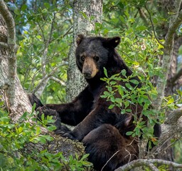 Sticker - Funny American black bear on the green tree