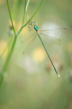 Dragonfly On The Grass 
Damsefly - Small Spreadwing - Tengere  Pantserjuffer - Lestes Vires