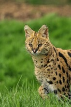 Vertical Shot Of A Serval On A Green Meadow