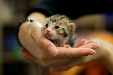 Canvas Print - Closeup of a female hand holding a cute newborn kitten