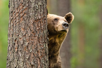 Wall Mural - brown bear portrait in forest, claw marks on a tree