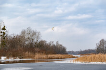 White Heron Flying Over The River. Winter Landscape Near The River. River, Reeds And Snow. Beautiful River In Winter.