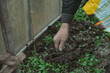 © Mk16.15 - Fertilizing the garden by bio granular fertilizer for better conditions of garden
