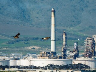 Sticker - Oil refinery in the distance with bird flying in the foreground, Cape Town, South Africa