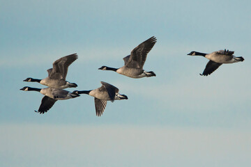 canada goose (branta canadensis) group in flight against a half cloudy sky