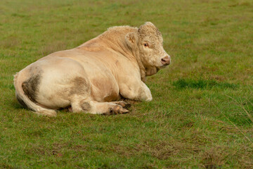 Wall Mural - Close up of a large Charolais bull lying down in green pasutre and facing front with brass ring through his nose.  Scottish Highlands.  Horizontal.  Copy space.