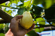 White Chayote squash growing on tree branches is being harvested by Indonesian farmer in the garden