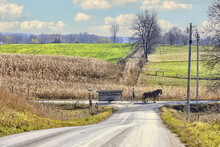 Amish Farmer With Team Of Horses Pull A Wagon Load Of Turkeys Through A Crossroads Intersection Of Country Roads.
