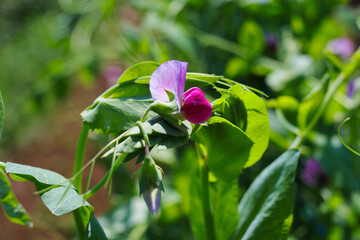 Wall Mural - Peas plant flower on tree