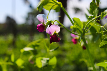 Wall Mural - Peas plant flower on tree