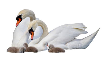 Wall Mural - Swan family