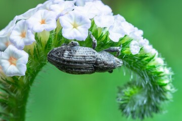 Canvas Print - Closeup of a scarab beetle on an inflorescence of white flowers