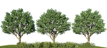 3d Rendering Illustration Tree Isolate On White Background Include Clipping Path