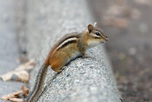Closeup Shot Of An Eastern Chipmunk With Long Furry Tail, Standing On A Tree Trunk In Autumn
