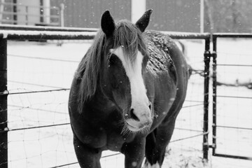 Canvas Print - Mare horse in Texas winter snow weather outdoors on farm.