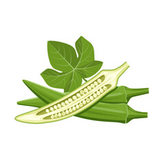 Wall Mural - Vector illustration of fresh young Okra, with slices, and green leaves, isolated on white background.